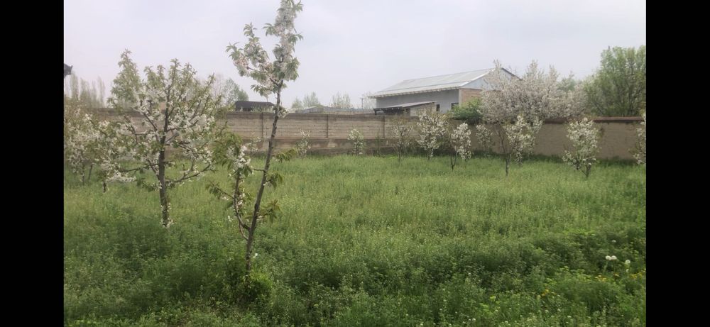 6 sotiq yer sotiladi manzil selskiy kösaho mahallasi