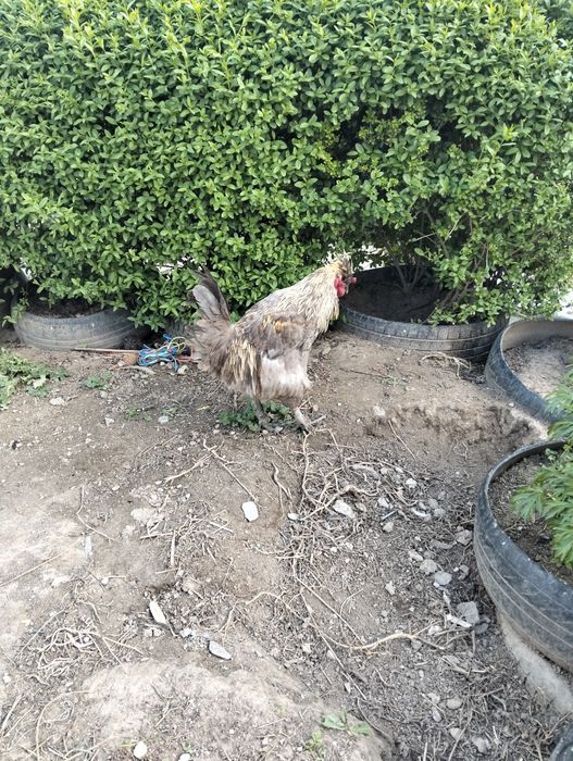 Петух, харизматичный