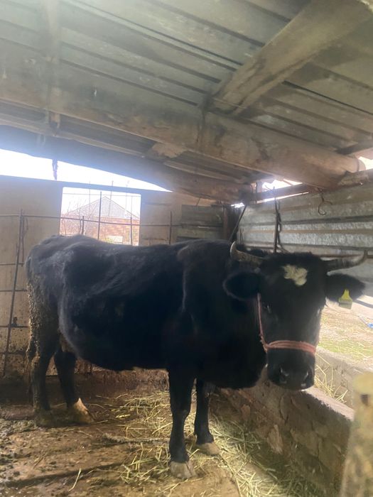 Буаз семіз сиыр сатылад