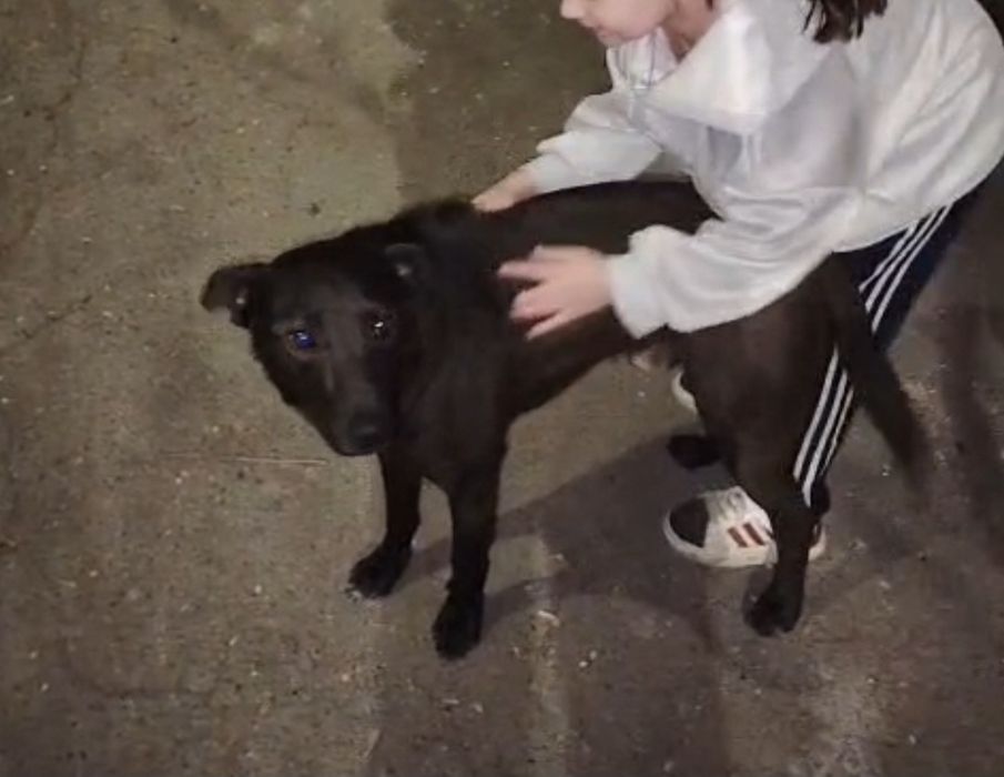 добрый пёсик ищет дом