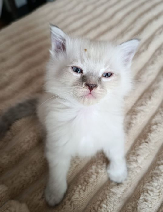 Отдам котят в хорошие руки