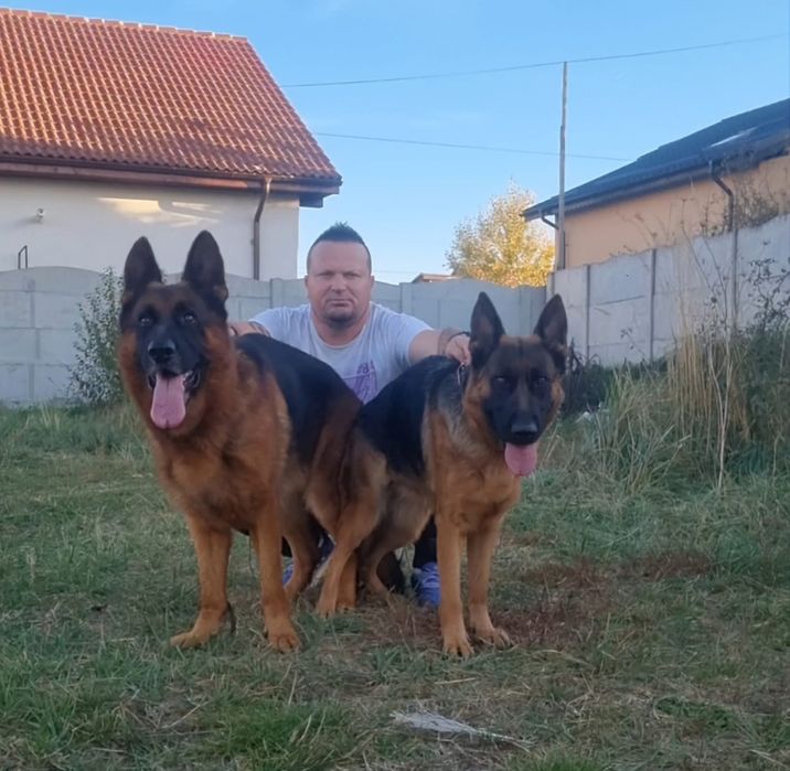 Pui ciobanesc german