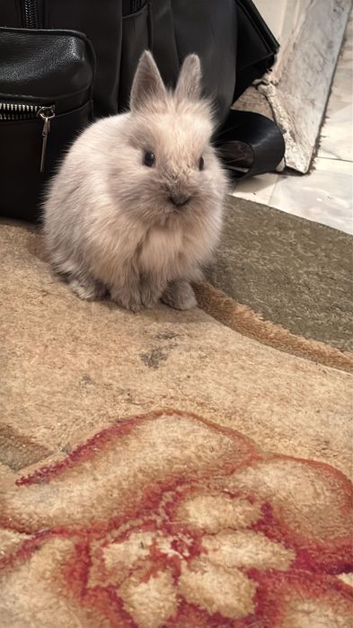 Декоративные кролики