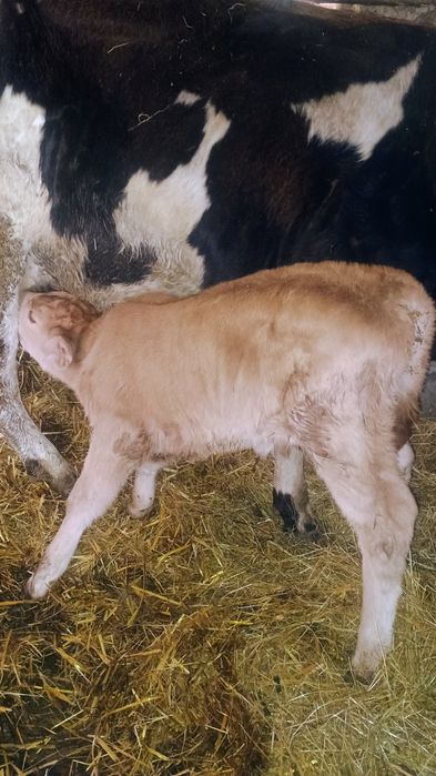 Vând 3 viței de monta