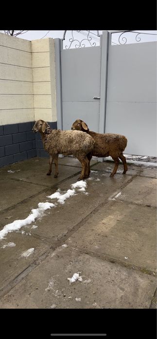 Кой бар! Сойып беремыз! Адрес Куртаев!