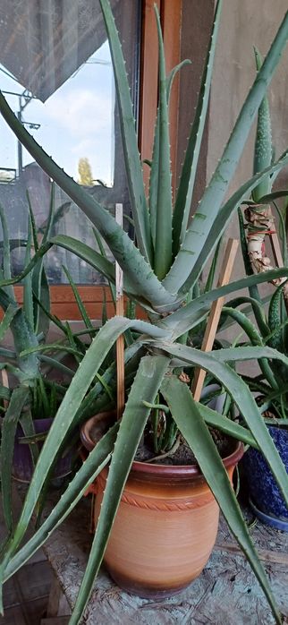 Продам взрослое алое