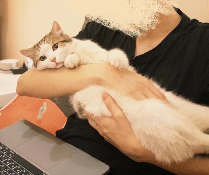 Ласковый кот ищет семью