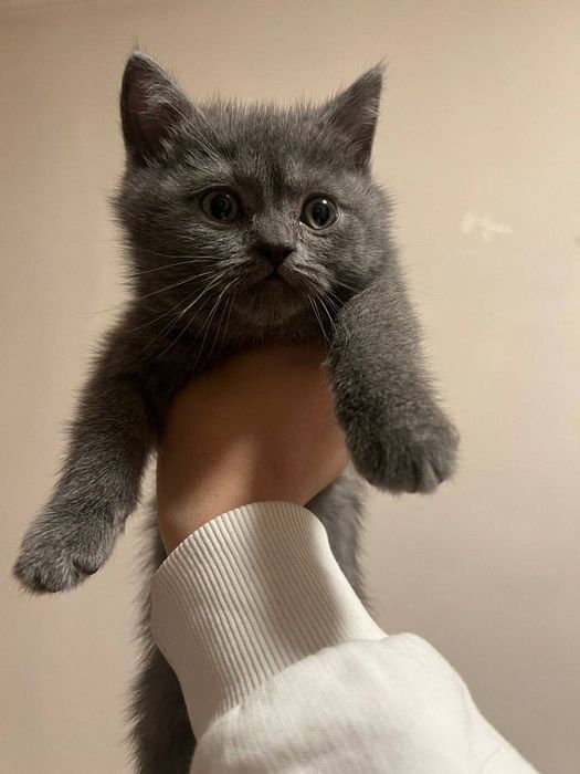 Продаётся котёнок