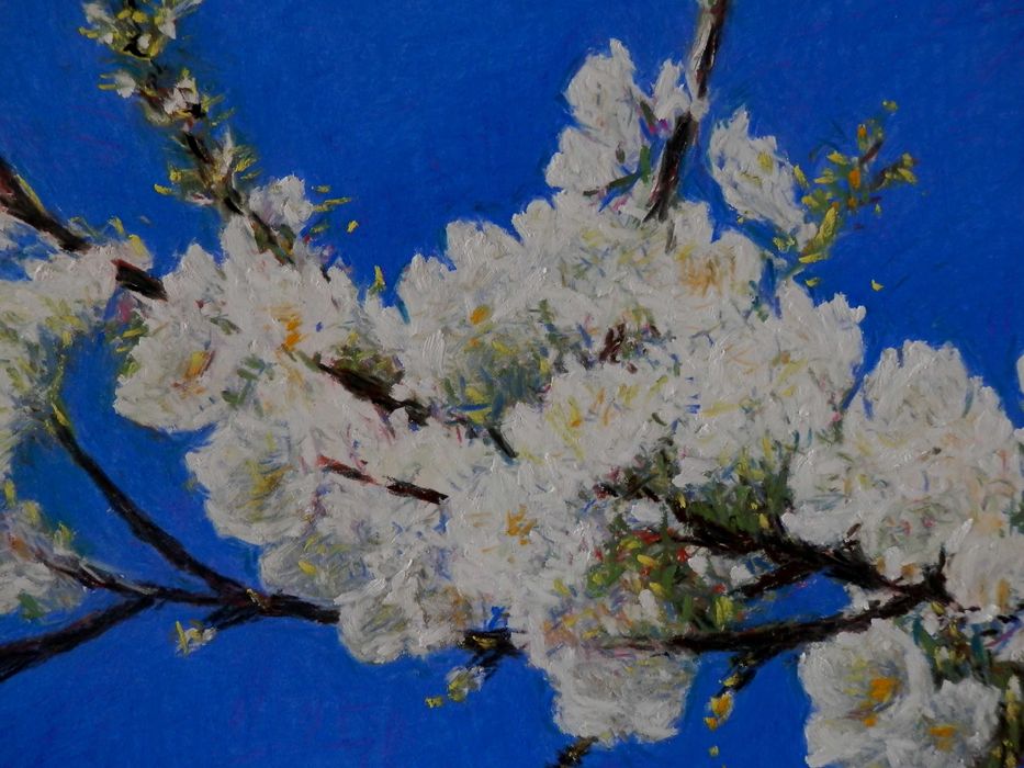 Клон на цъфтяща череша. 2026. Картон. Пастел. 60x60 см.