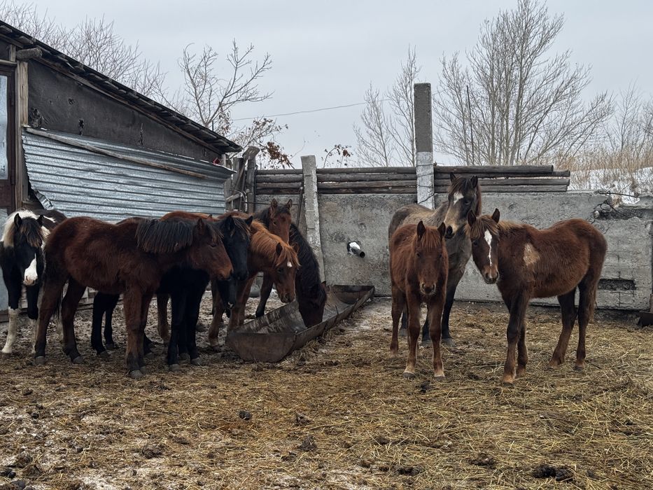Жабагы Жеребята Кобылы с жеребятами