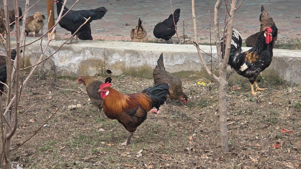 Шошилинг! Хуроз ва товуклар сотилади!
