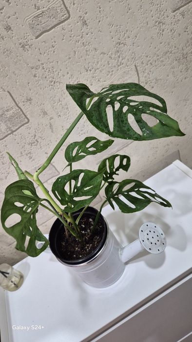 Монстера Адансона