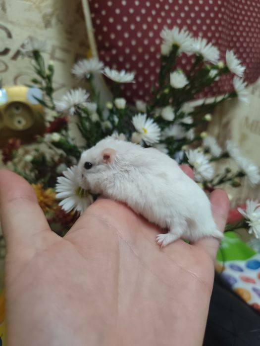 Отдам бесплатно хомяков с клеткой