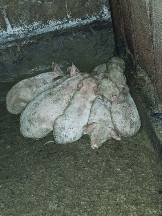 Поросята молодые