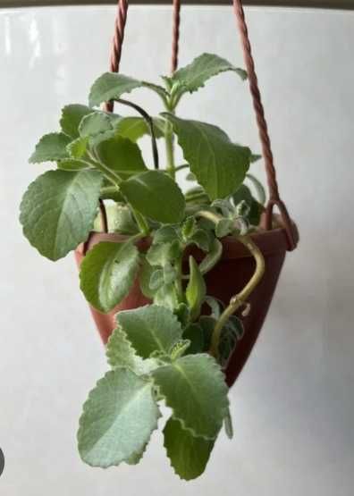 Продам домашнюю мяту