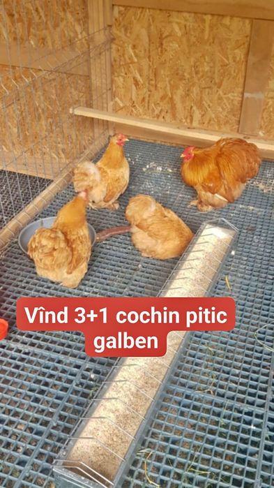 Vînd sirenă veche.
