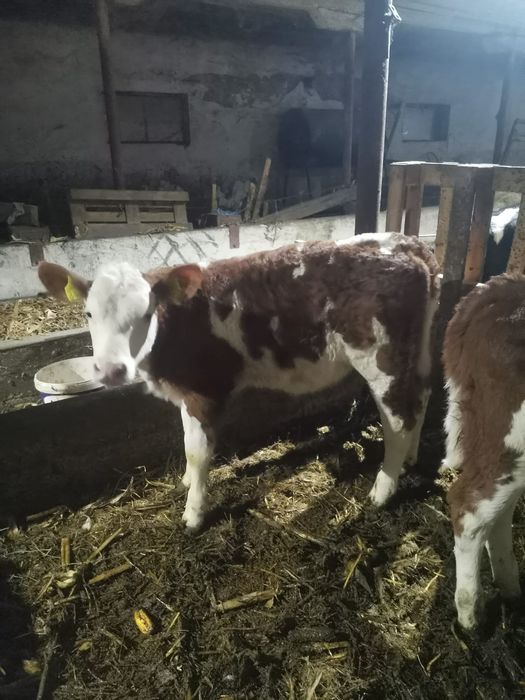 De vânzare 2 vitele baltate românești