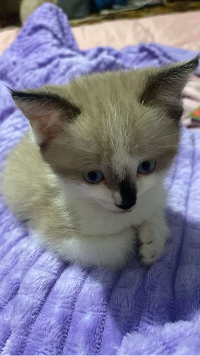Тайский,сиамский кот