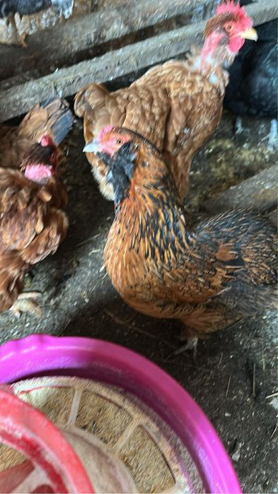 Vand sau schimb fam de araucana