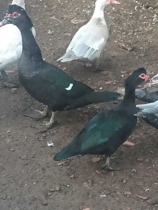 Rate mute de vanzare