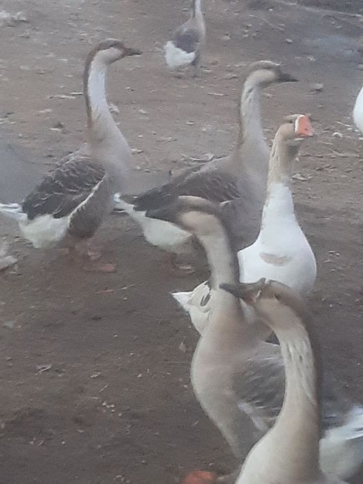 Гуси и молодняк мартовский