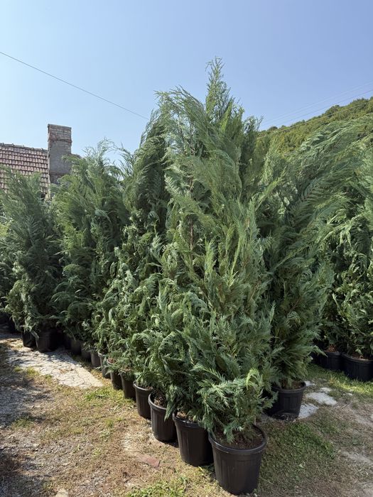Cupressus cyparis leylandii, crescuti in ghiveci, ideal pentru gard viu