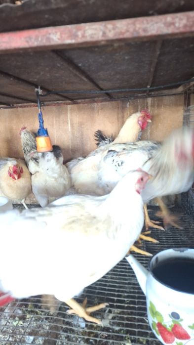 Куры домашние 8 месяцев