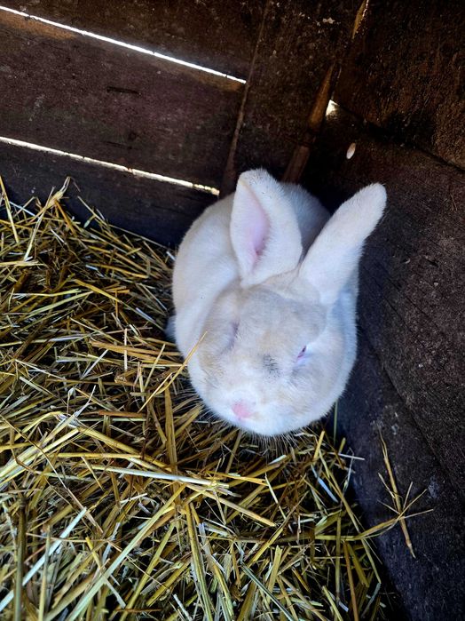 Neozeelandez 2 femele