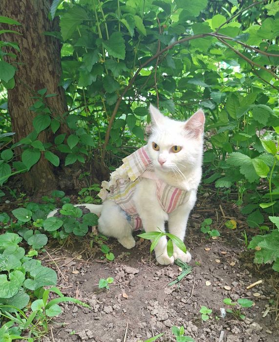 Отдам котенка в добрые руки