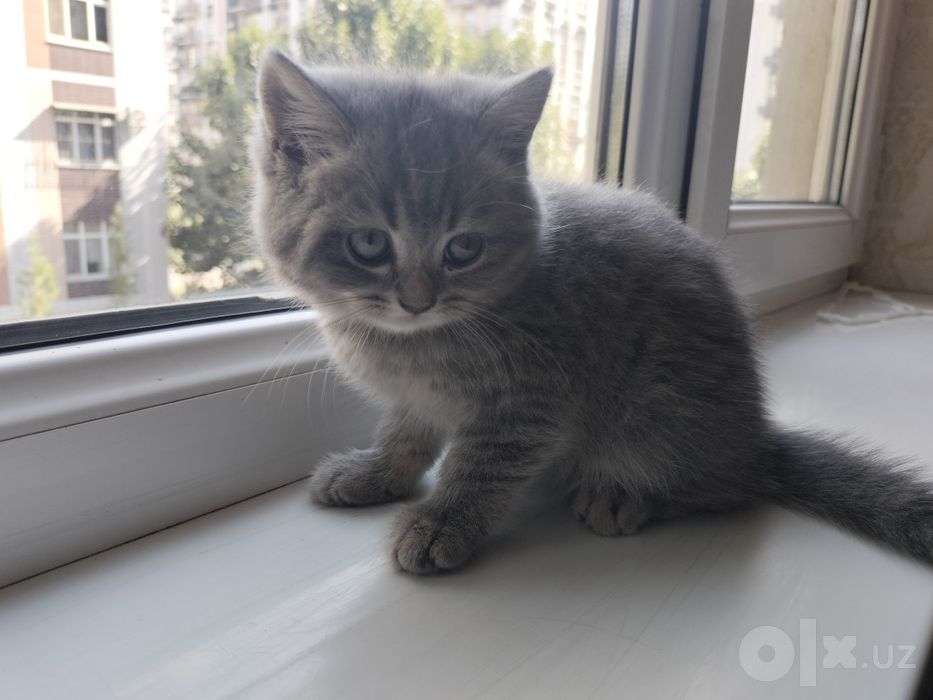 Мушук боласи сотилади.