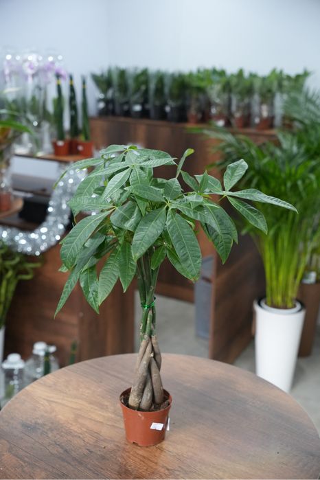 Пахира Актавика 55 см