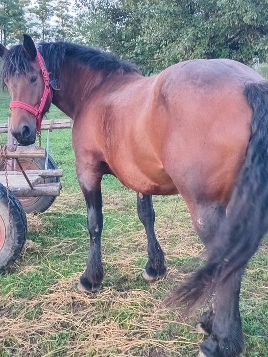 Vând iapă murga de 3 ani