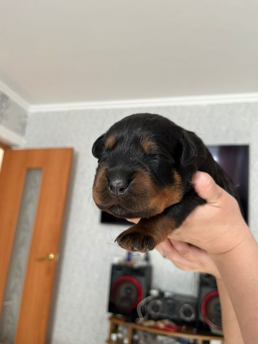 Бронь щенков Ротвейлера