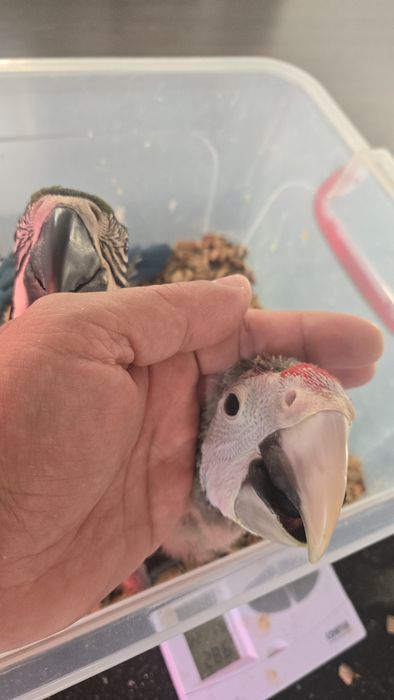 Vand pui papagal ara cloroptera,si ararauna
