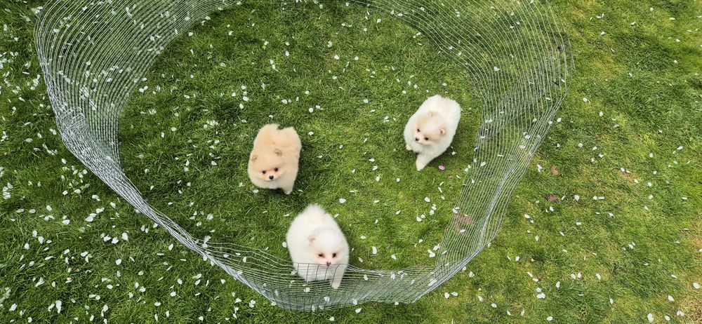 Мъжки и женски померанчета,померан