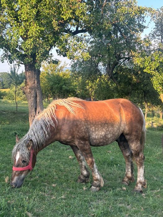 Pereche de cai (Armăsar și Iapă )