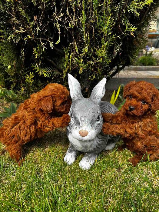 Пудел той,Poodle toy