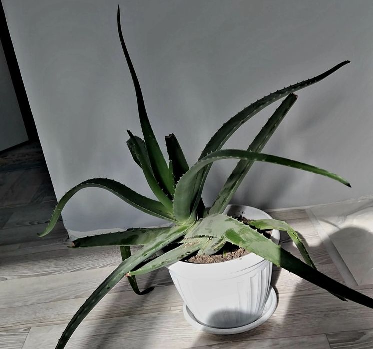 Гүлдер сатылады әр түрлі!