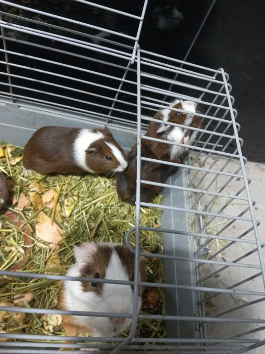 Морская свинка сотилади.ёки обмен