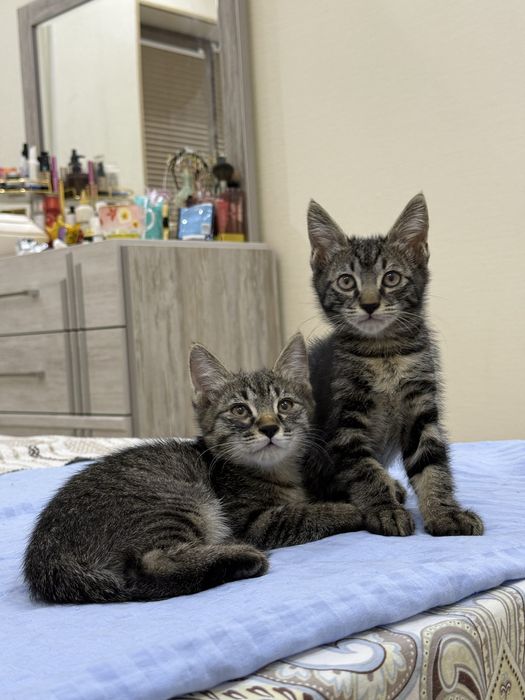 Котята пристраиваются в добрые руки