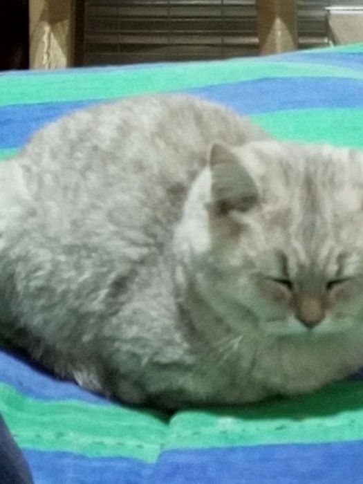 Майса мушук 6 ойли