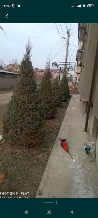 Archa ekish dorilash kesish