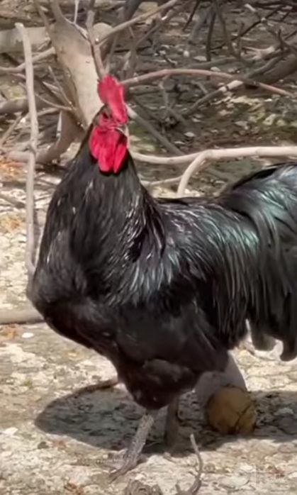 Harxil turdagi Xo'roz va Mokiyon tovuqlar