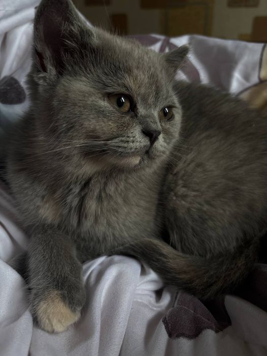 Милые, сладкие котята.