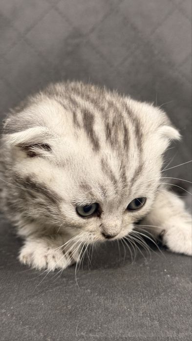 Продам шотландских котят