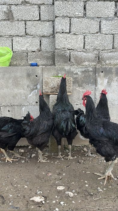 Гигант кора шахзода хурозлари