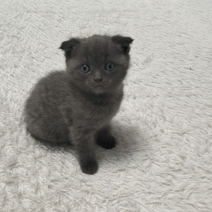 Котята. Шотланские.