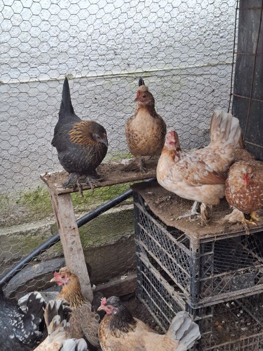 Perechi de gainusi pitici.