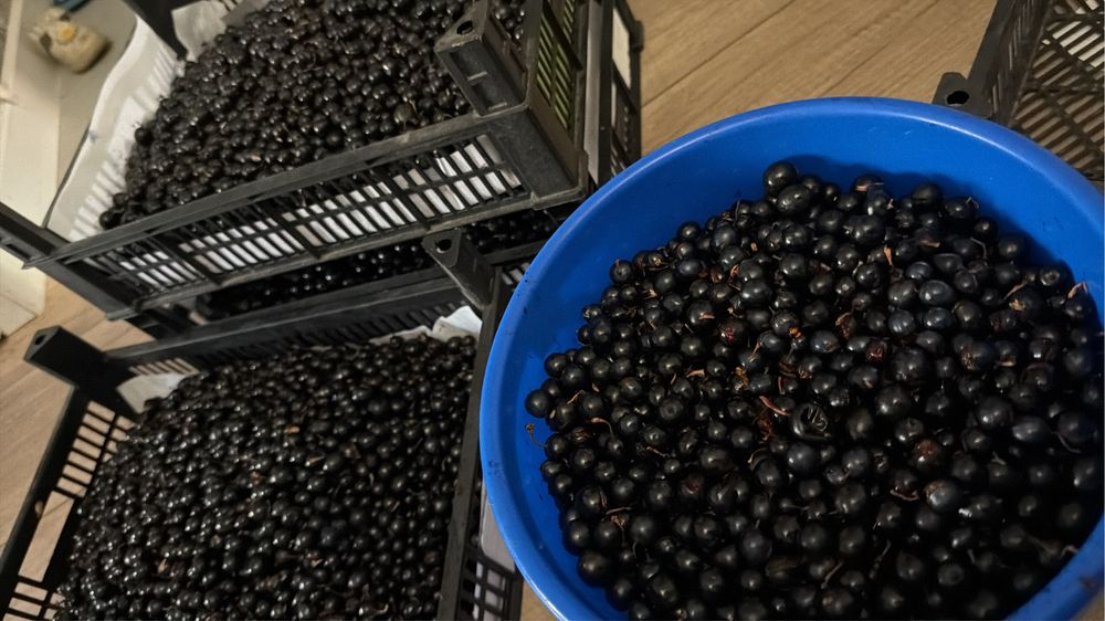 Продам Смородина чистая крупная .
