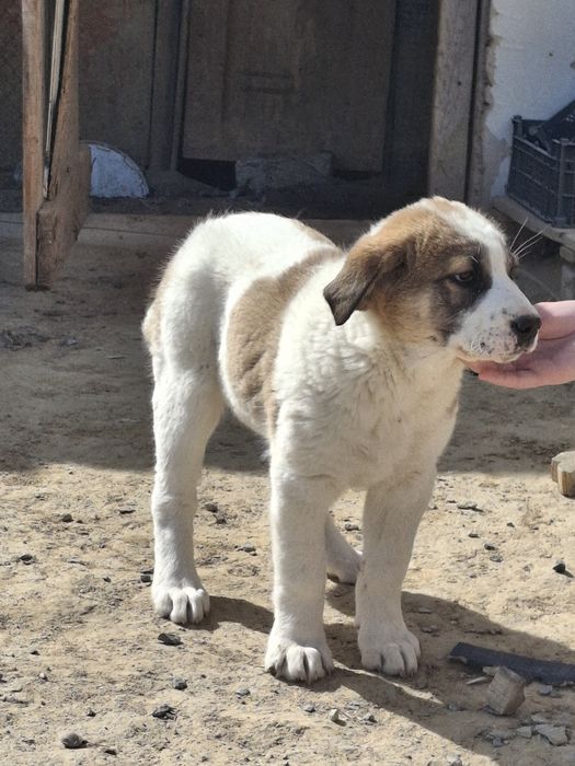 Девочка щенок продаётся СРОЧНО